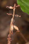 Spring coralroot